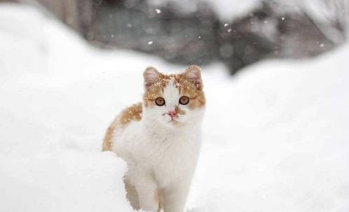 花600元给猫洗澡+SPA,然后猫死了