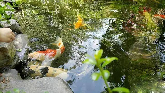 当养鱼成为一种爱好,当你的心里开始惦记这个事儿,也就开启了一段“没有退路”的旅程;当厌倦了每天单调重复的日子,当被无处不在的食品安全问题困扰,相信你会想拥有这样的画面——鱼菜共生,还给生活最初的模样!