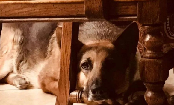 邮差送信时总会给狗狗带零食,然后他收到一封特殊的信件…