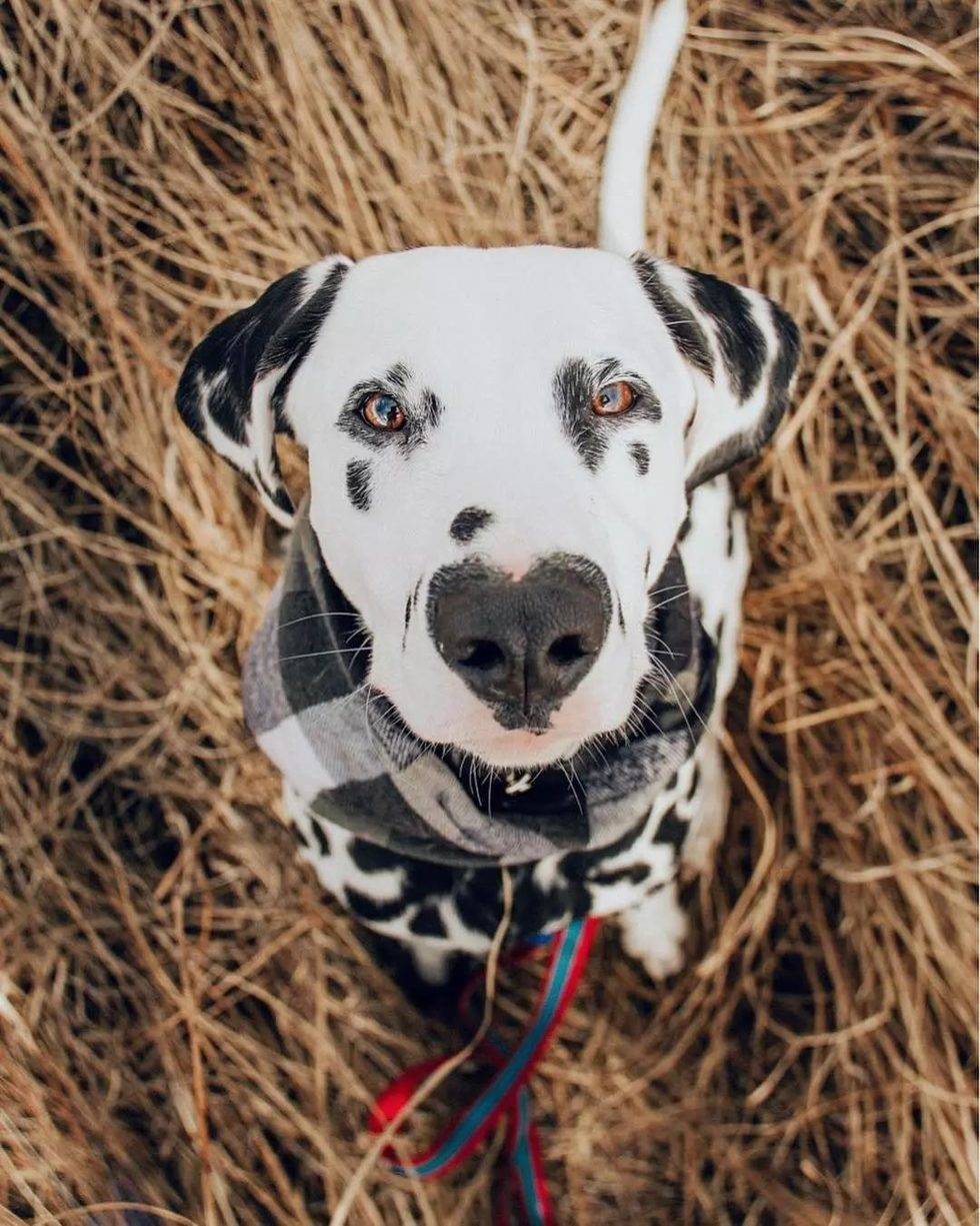 一只鼻头有爱心的汪星人,萌感爆棚
