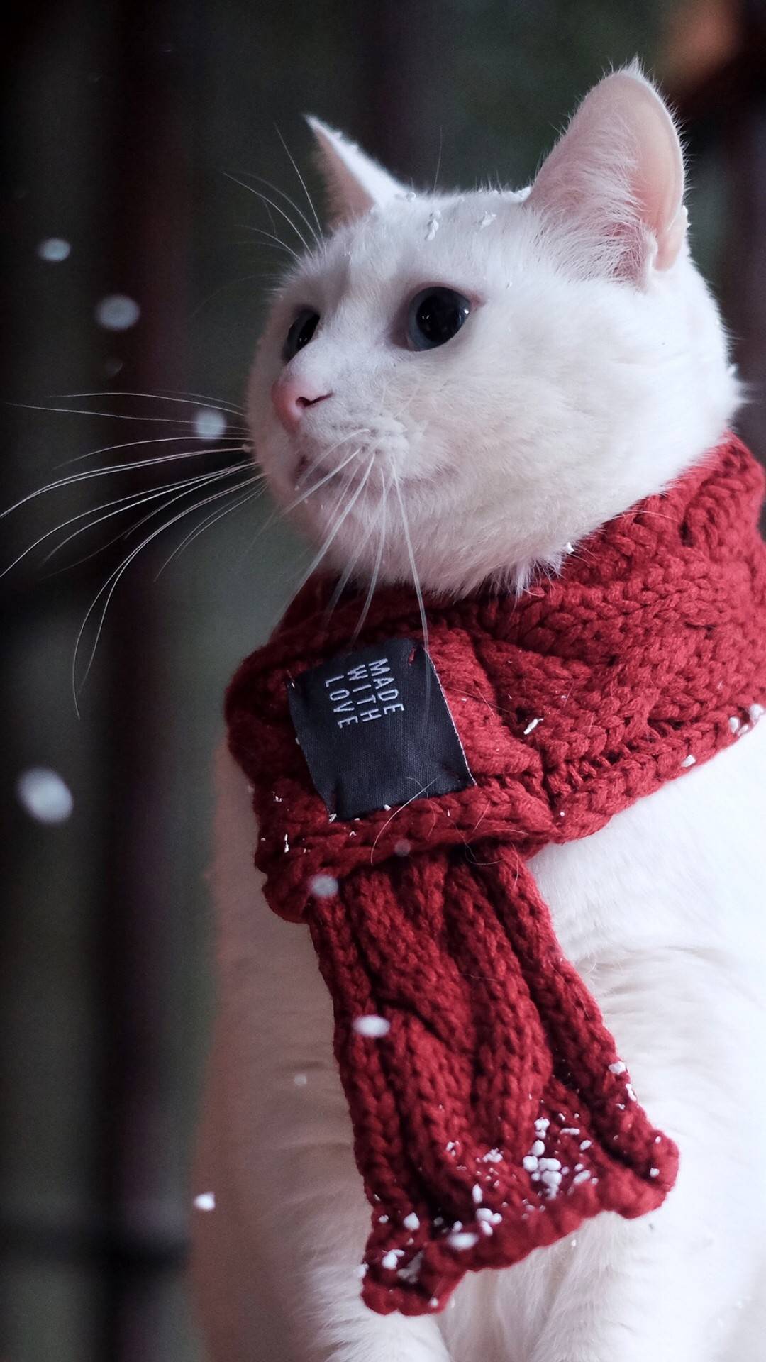 天冷了大家注意保暖