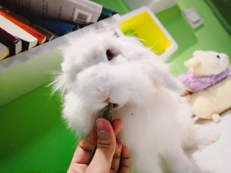 海棠兔祝大家圣诞节快乐