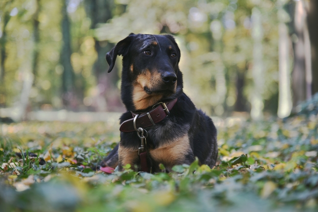 树林黑色腊肠犬图片