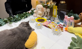 别让宠物殡葬沦为监管盲区