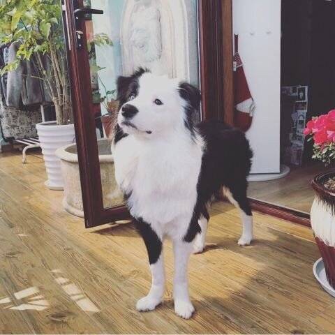 狗狗九个月啦～