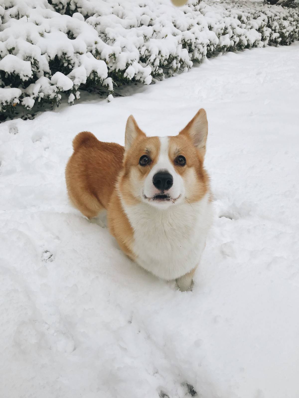 柯基成功的没了腿柯基