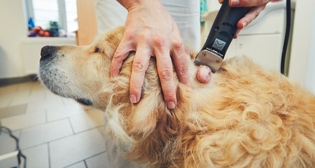 狗狗身上的肿块:什么情况下需要关注