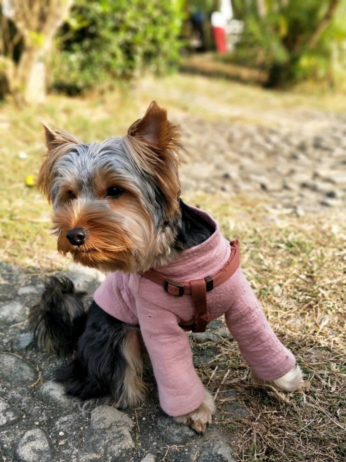 盘点了探探的坐姿~照片告诉你时光匆匆...