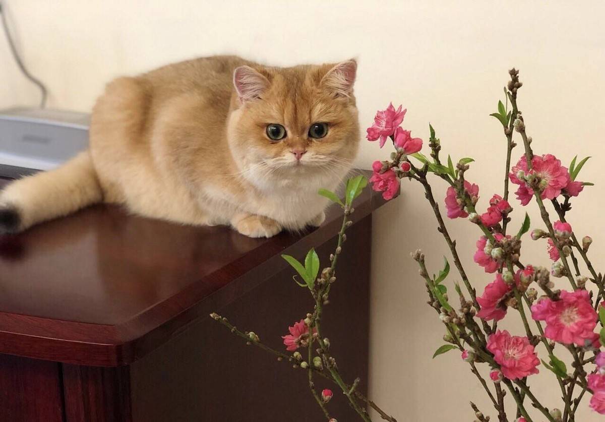 猫说在家也可以赏梅的