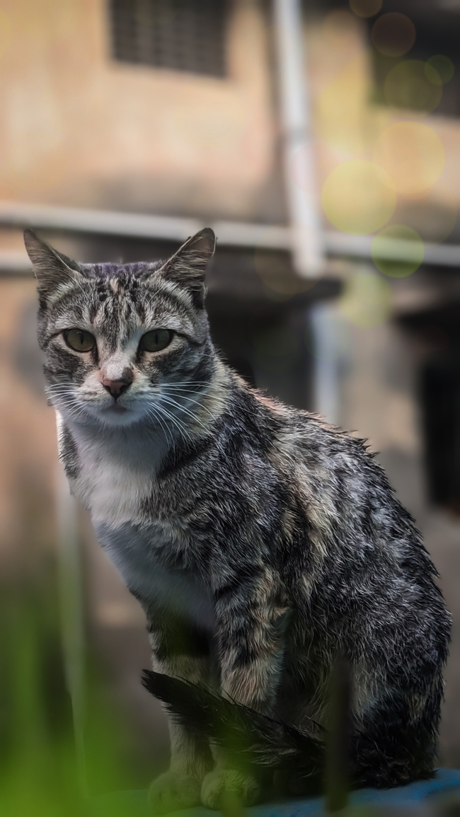 破房子前站立的狸花猫图片