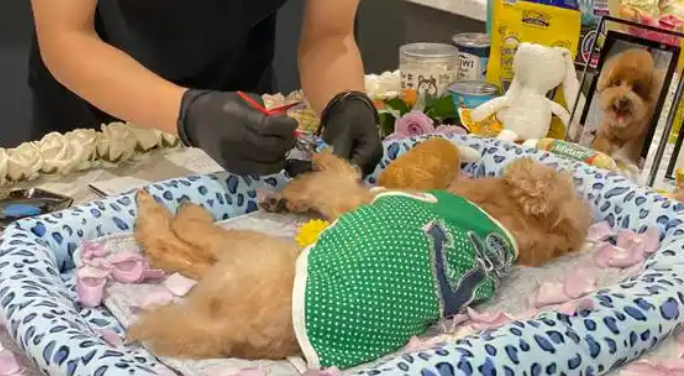 焚化炉送上门,宠物殡葬规范化刻不容缓