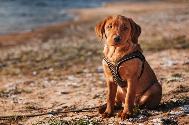 拉布拉多救生犬图片