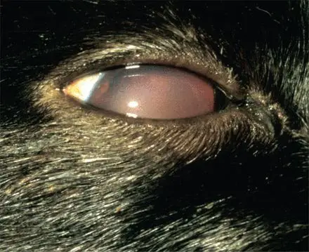 猫咪肾病，早期症状与预防