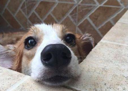 狗狗很聪明就是不肯洗澡,主人无可奈何施展苦肉计,实际效果还挺不错