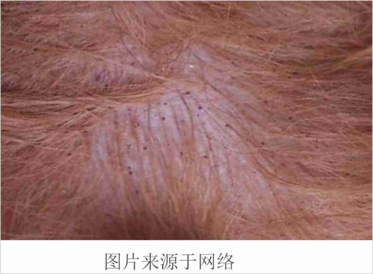 狗狗常见的皮肤病及治疗方法（含狗狗常见皮肤病图片）