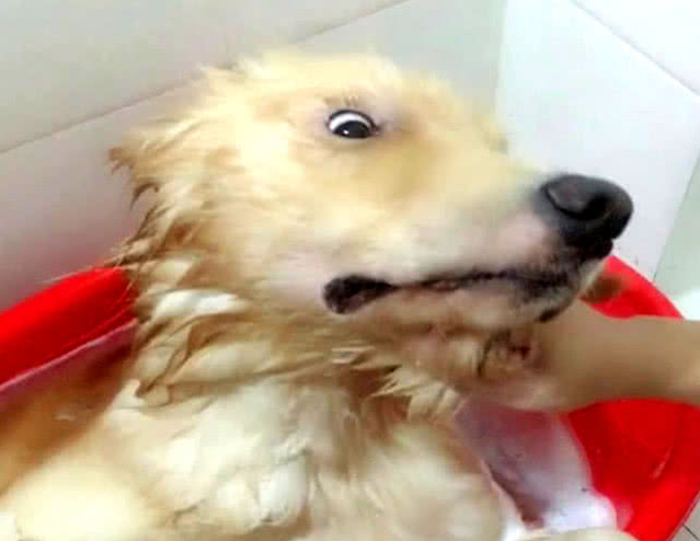 狗狗仰着脑蛋在洗澡,被主人拍了一掌后,小表情笑到许多人肚子痛