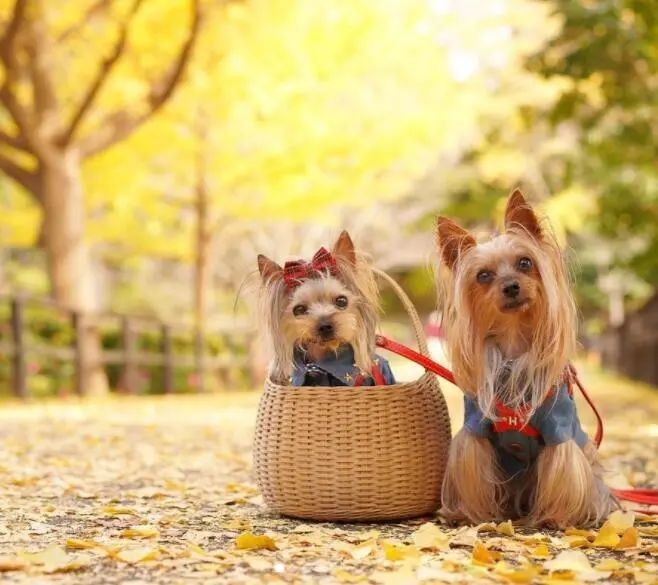 狗狗为什么会打喷嚏?常见原因有五