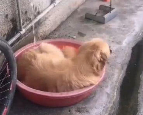 主人懒惰不愿帮金毛洗澡,洗澡亲身叼来洗澡盆,主人表明很惭愧