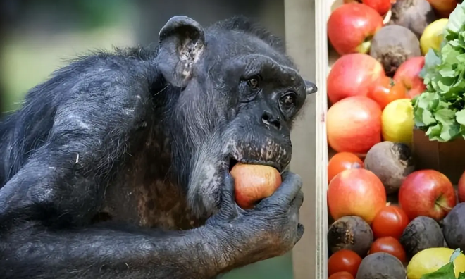 59岁黑猩猩拒绝进食，直到听到了熟悉的声音后，奇迹居然发生了