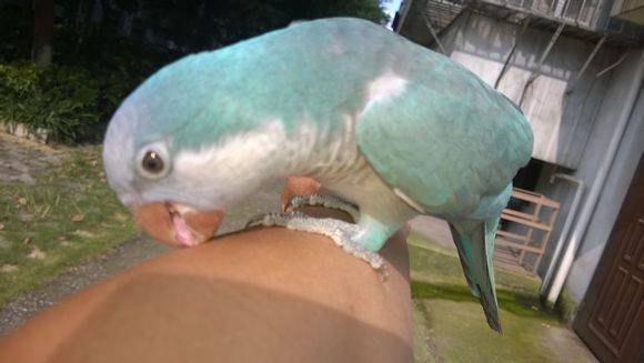 白和尚鹦鹉图片大全