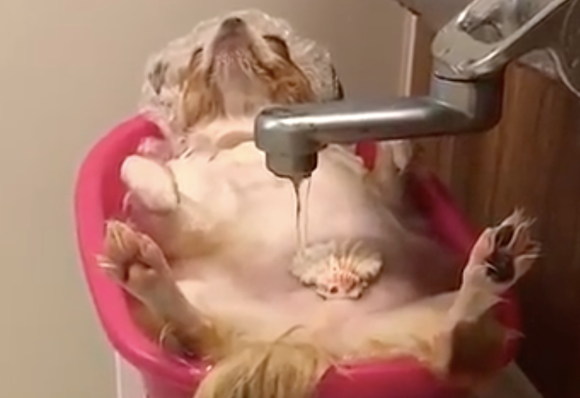 狗狗躺在洗澡盆中泡浴,自来水龙头一直从上边渗水,看上去好舒服呀!