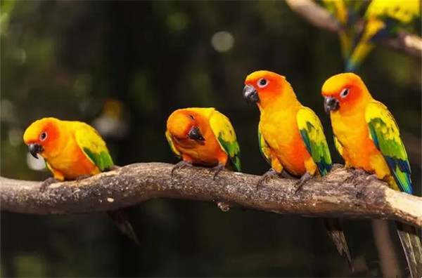 牡丹鹦鹉怎么训练?