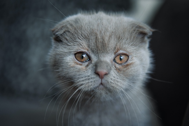 棕色眼睛的灰色小猫图片