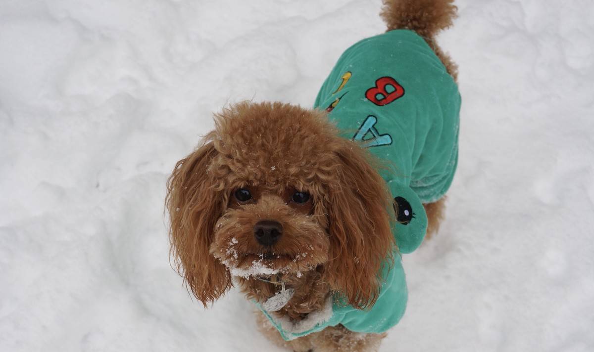 我的泰迪呱呱他进化了,头上有超清晰的雪花哟~