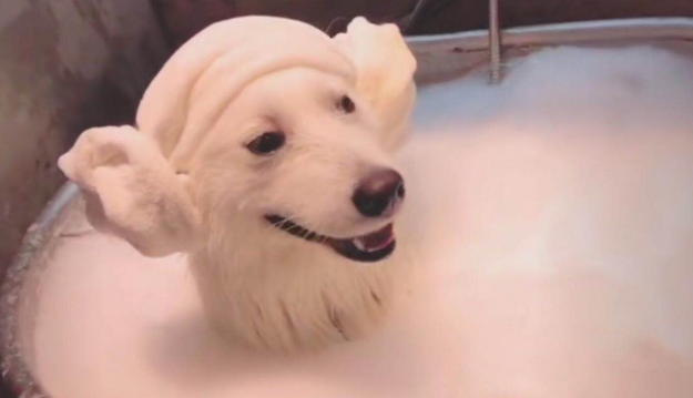 萨摩耶洗澡,主人:金箍戴上之后你再也不是个“凡人”