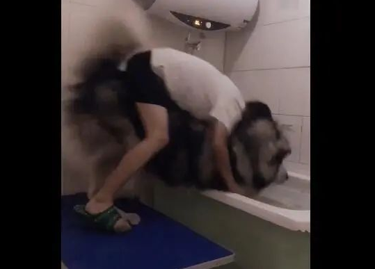 主人给大狗狗洗澡,一个脚滑让狗扑倒,糗大了!