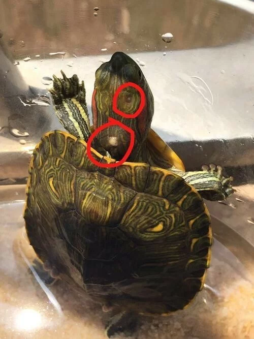 乌龟腐皮如何处理？聊一下简单且稳妥的处理方法