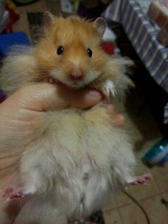 一只超级有洁癖的西施熊