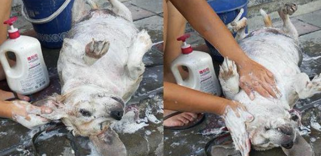 主人家马路边给狗狗洗澡,过路人还误认为是在洗生猪肉,实在太长胖了!