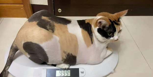 主人给猫咪洗澡,它竟伸爪拍打主人手并怒视:都说了先不要