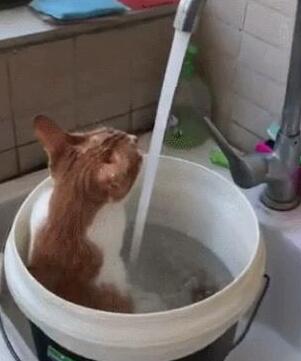 主人用大塑料桶给猫咪洗澡,猫:泡着澡喝着水,真是喵生一大快事