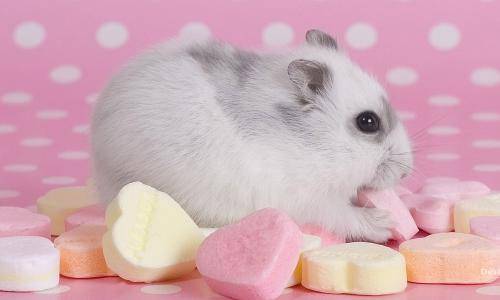 仓鼠要打疫苗吗