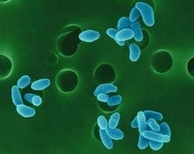 狗狗的土拉菌病(兔热病 Tularaemia)