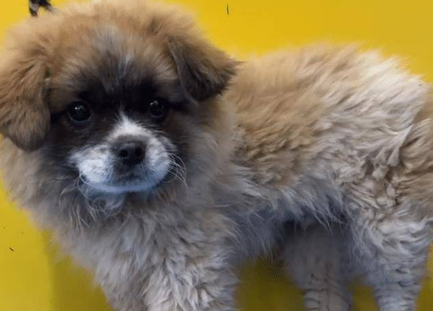 主人送狗狗去洗澡,回来取的时候差点没认出:这是我的狗吗?