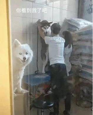 哈士奇洗澡太闹腾,被强摁在墙上,萨摩耶笑到:被壁咚了