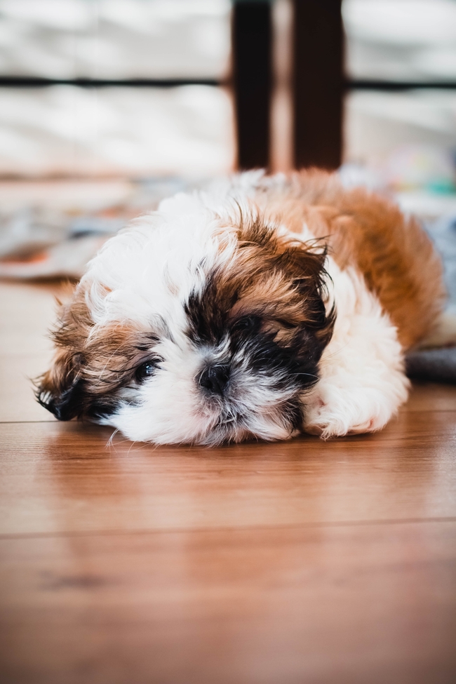 趴在地板上的西施犬摄影图片