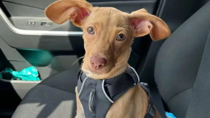 网友领养了一只串串狗，养了一段时间后傻眼