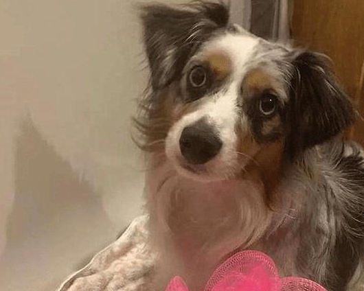 狗狗愿意配合主人洗澡,但不能弄湿它的屁股