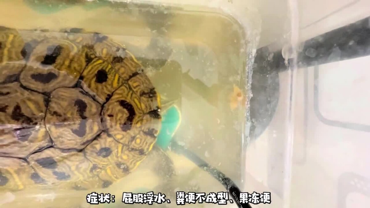 乌龟重度肠炎怎么治疗？看看这位博主的成功经验