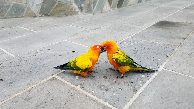 一对小鹦鹉图片