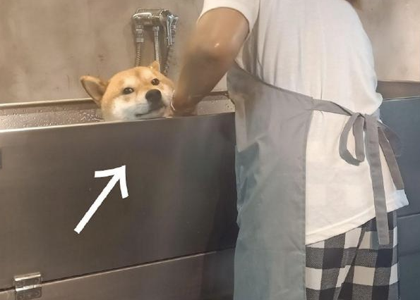 柴犬在宠物店洗澡,它可怜兮兮望着主人,暗示着快点儿救它出去!