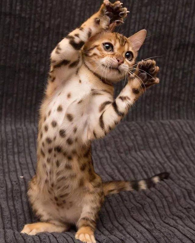 请最可爱的那位童鞋举下手！啊呀，是在叫我没错！