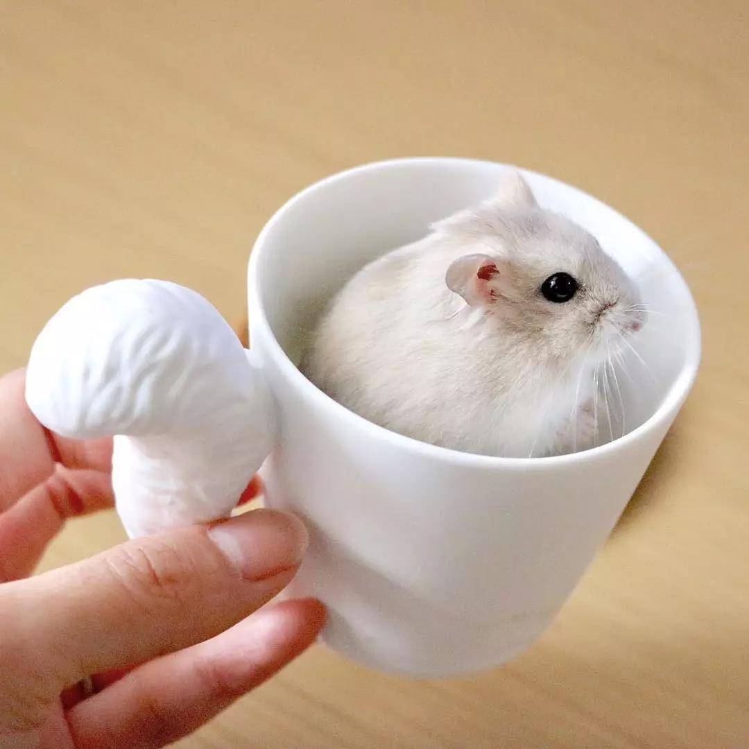 一只超级圆的小仓鼠