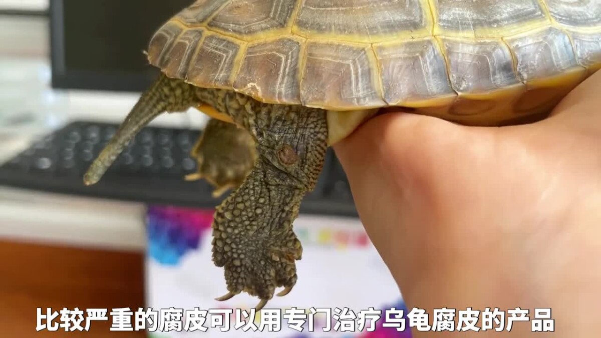 乌龟腐皮腐甲原因，及处理方法！