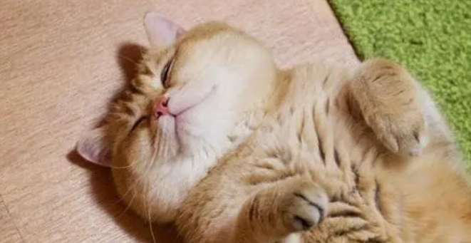 橘猫抱着狗狗舔毛,狗:这突如其来的热情让我感到窒息