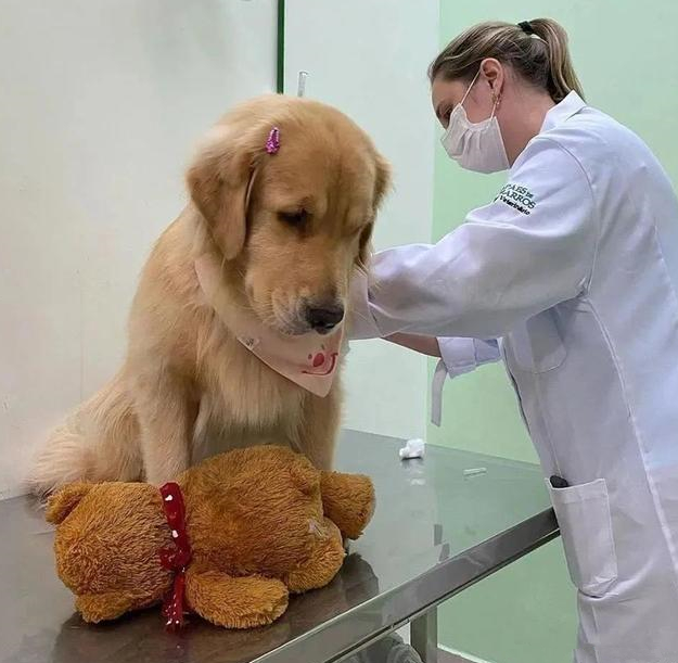 狗狗去医院打针,却发觉控制不住自身的腿:莫名其妙了解是怎么回事?